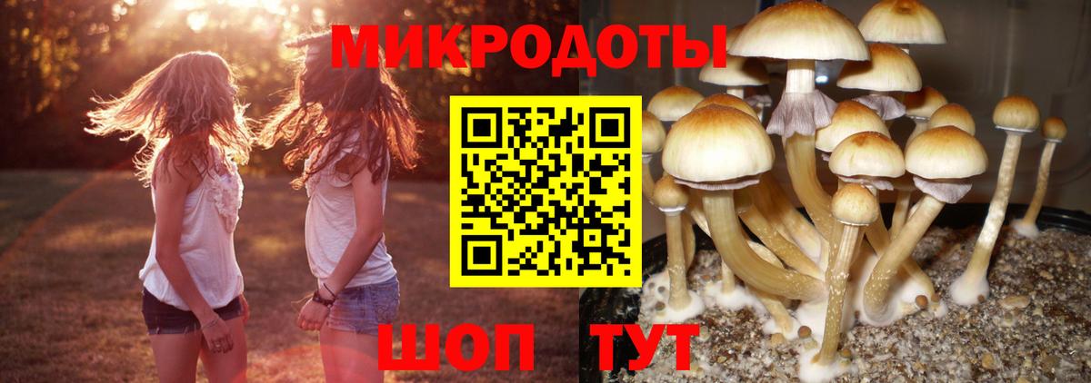 Псилоцибиновые грибы Psilocybe Томск